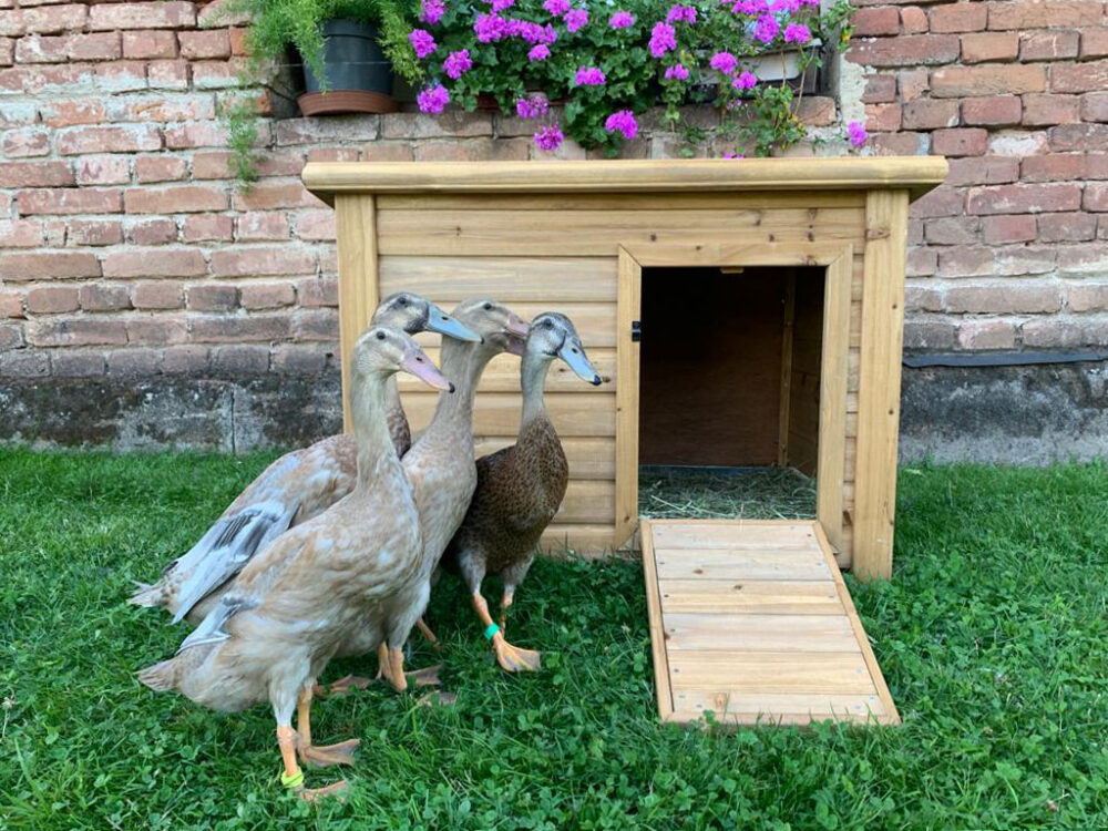 Domček pre kačky KERBL 82809 DUCK TOWN - Image 2
