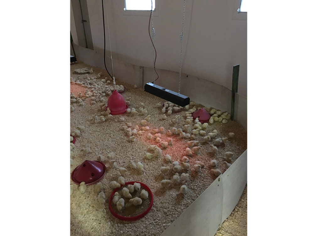 Infražiarič závesný SYNER LCA 750 W pre kurčatá, prasiatka, žriebätá, teľatá - Image 7