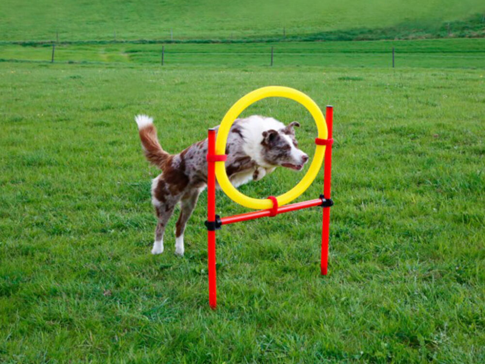 Agility prekážky pre psov KERBL 80758, set 3 typy - Image 6