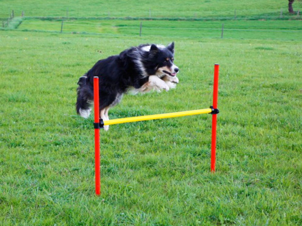 Agility prekážky pre psov KERBL 80758, set 3 typy - Image 7