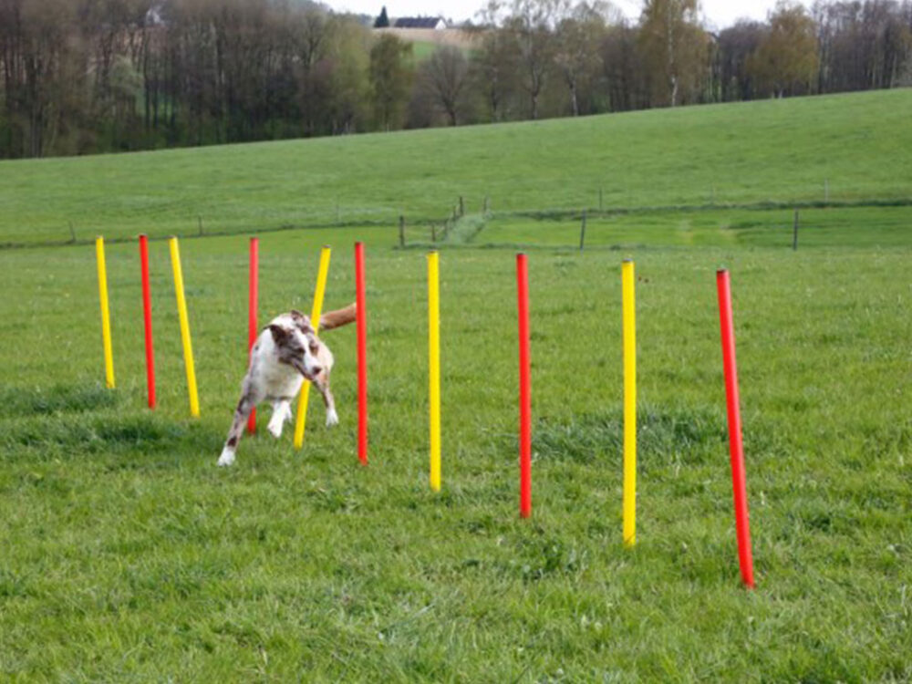 Agility prekážky pre psov KERBL 80758, set 3 typy - Image 8