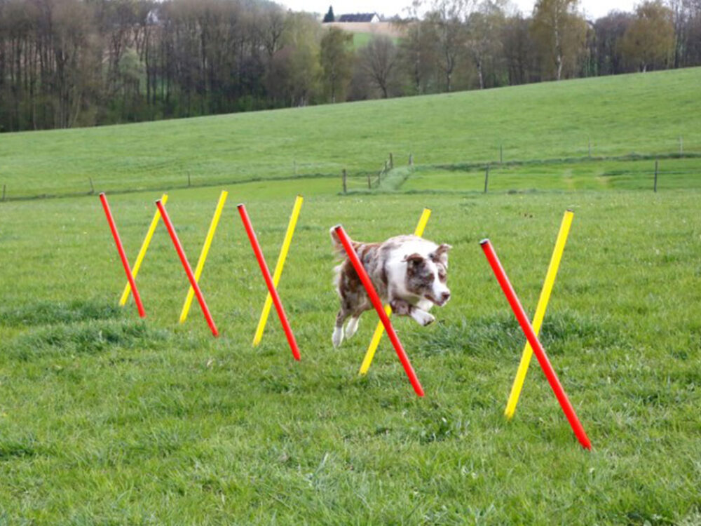 Agility prekážky pre psov KERBL 80758, set 3 typy - Image 9