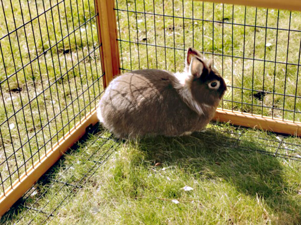 Ohrádky, výbehy