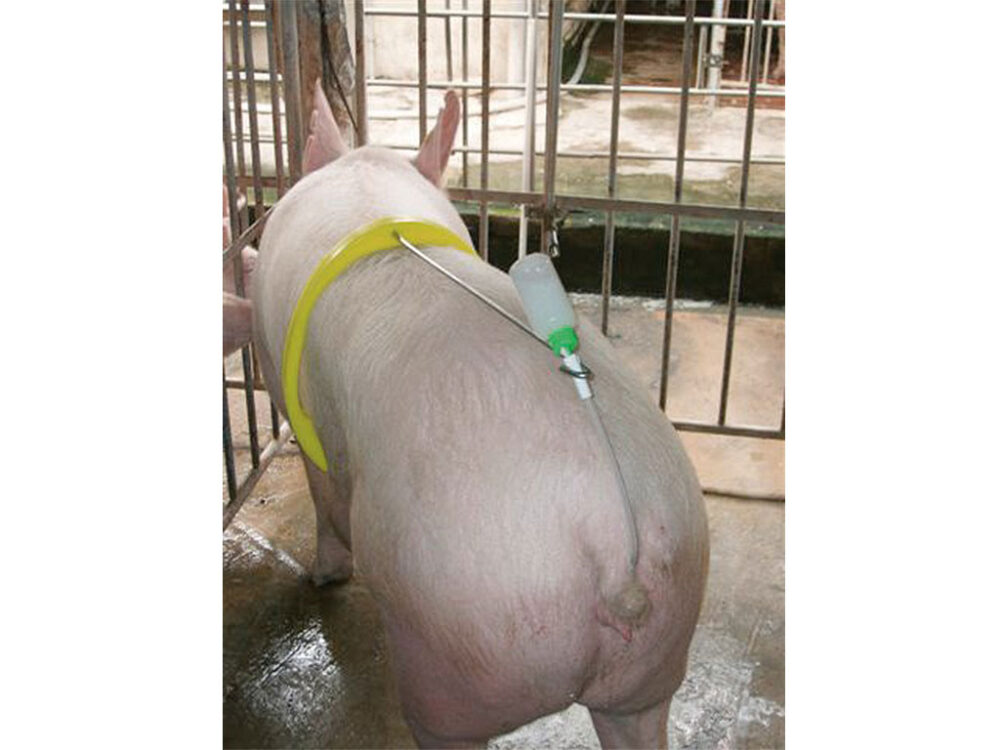Autoinseminátor pre prasnice KERBL 22619 AI BUDDY - Image 2