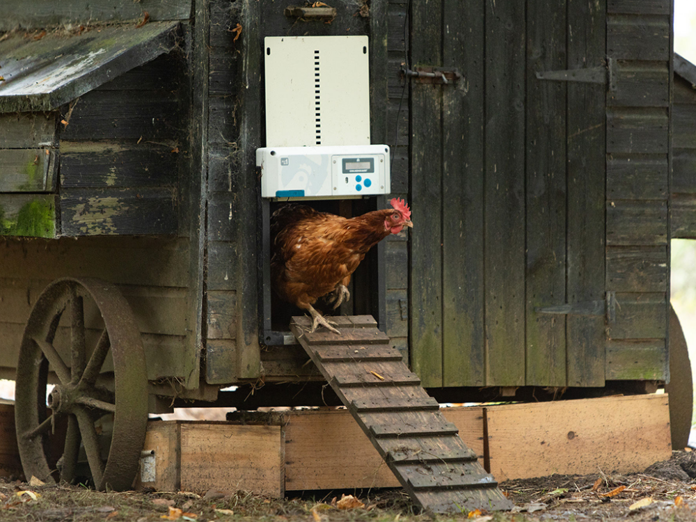 Komplet automatického otvárania a zatvárania kurína CHICKEN GUARD ALL IN ONE - Image 12