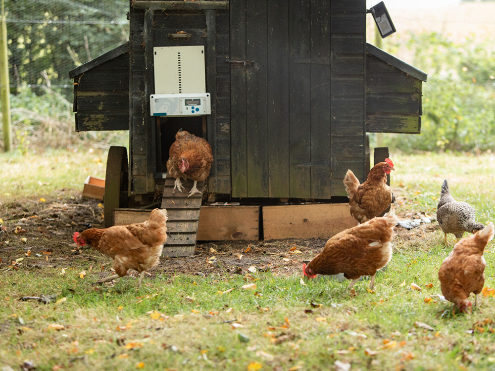 Komplet automatického otvárania a zatvárania kurína CHICKEN GUARD ALL IN ONE - Image 13